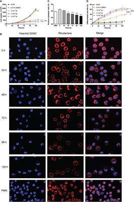 ATRA treatment slowed P-selectin-mediated rolling of flowing HL60 cells in a mechano-chemical-dependent manner